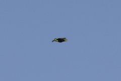 Amazona viridigenalis