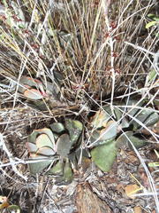 Adromischus triflorus