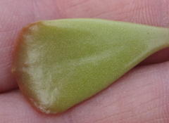 Adromischus triflorus