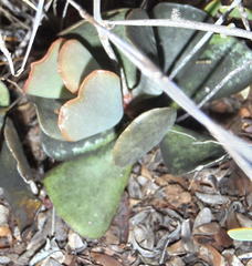Adromischus triflorus