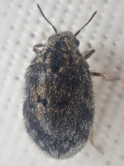 Arctobyrrhus subcanus
