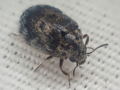 Arctobyrrhus subcanus