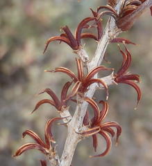 Adromischus triflorus