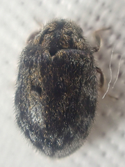 Arctobyrrhus subcanus