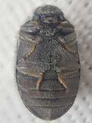 Arctobyrrhus subcanus
