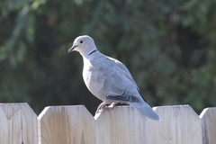 Streptopelia decaocto
