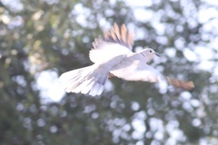 Streptopelia decaocto