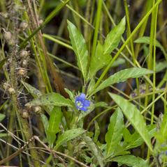 Bacopa caroliniana