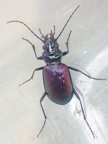 Nebria metallica photo 2