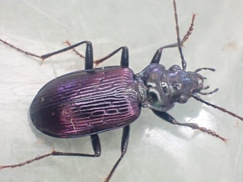Nebria metallica