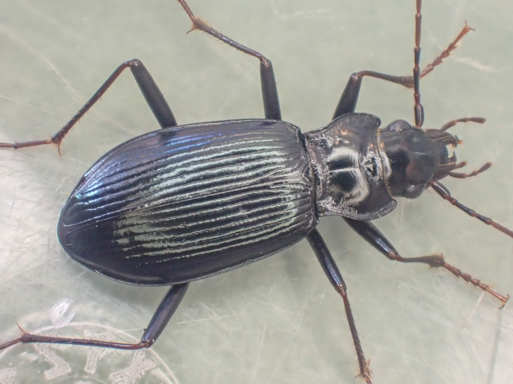 Nebria acuta