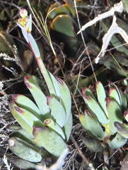 Cotyledon