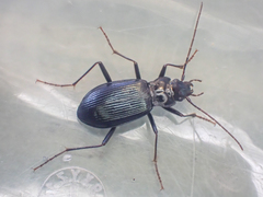 Nebria acuta