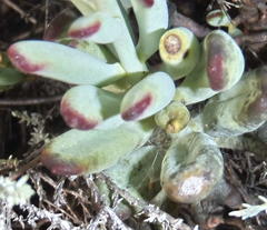 Cotyledon