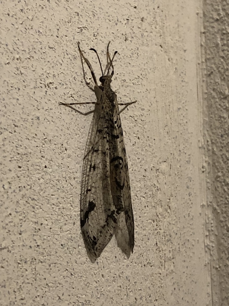 Dendroleon speciosus