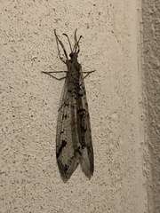 Dendroleon speciosus