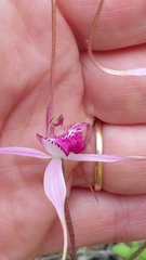 Caladenia gardneri