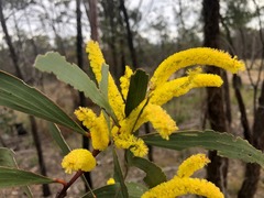 Acacia crassa