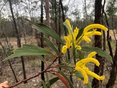 Acacia crassa