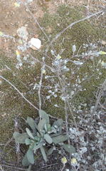 Crassula cotyledonis