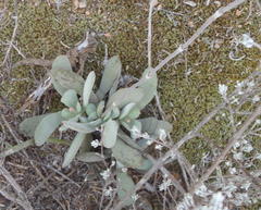 Crassula cotyledonis