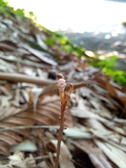 Didymoplexis micradenia