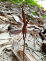 Didymoplexis micradenia