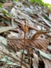 Didymoplexis micradenia