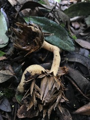 Langsdorffia hypogaea