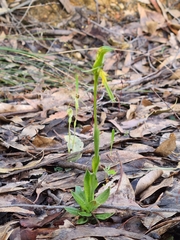 Pterostylis tasmanica