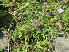 Crotalaria trichotoma