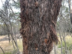 Allocasuarina inophloia