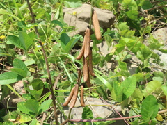 Crotalaria trichotoma