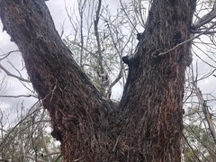 Allocasuarina inophloia