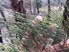 Allocasuarina inophloia