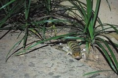 Eremiascincus richardsonii