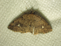 Homochlodes lactispargaria