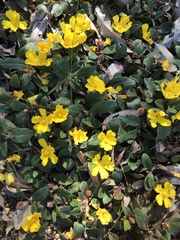 Hibbertia lasiopus