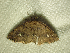 Homochlodes lactispargaria