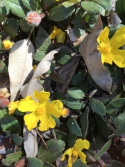 Hibbertia lasiopus