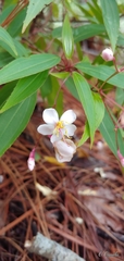 Miconia mexicana
