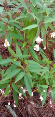 Miconia mexicana