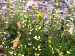 Cyanothamnus occidentalis