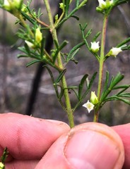 Cyanothamnus occidentalis