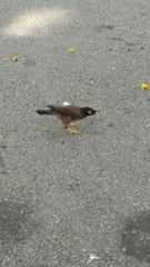 Acridotheres tristis