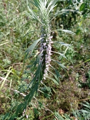 Leonurus glaucescens