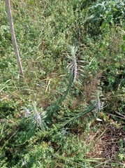 Leonurus glaucescens