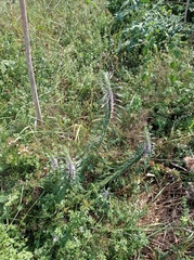 Leonurus glaucescens