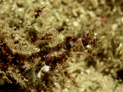 Idiotropiscis lumnitzeri