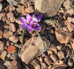 Syringodea saxatilis